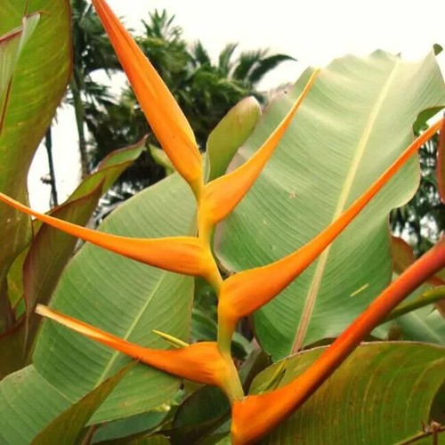 Heliconia latispatha 5 x - latispatha,