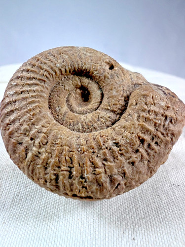 Ammonite fossil perisphinctes - ammonite,