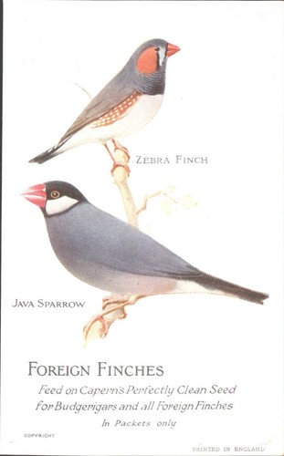 Zebra finch java sparrow - &,