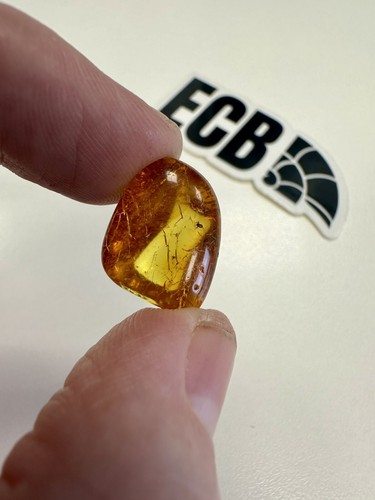 Baltic amber with mosquito - amber,