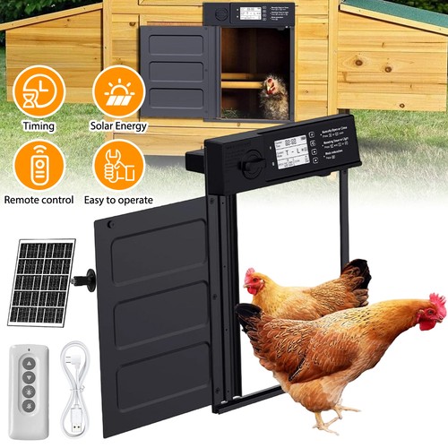 Automatic chicken door - chicken,