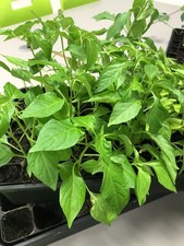 Yellow Caterpillar Chilli x 2