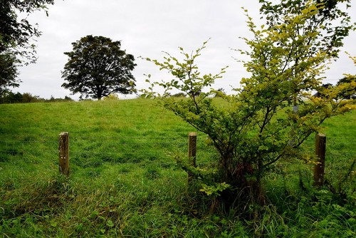 Photo 6x4 tree - 6x4, tree,