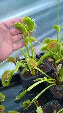 Carnivorous Plant - Venus Fly Trap - Dionaea Muscipula - Giant Sand