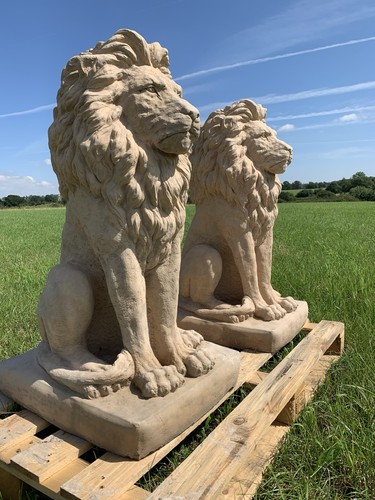 Large proud lion heavy - large,