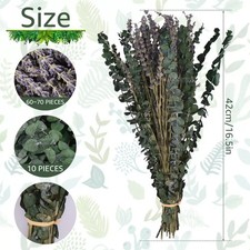 20/65Pcs Dried Eucalyptus