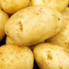 Maris Piper x12 Seed Potatoes