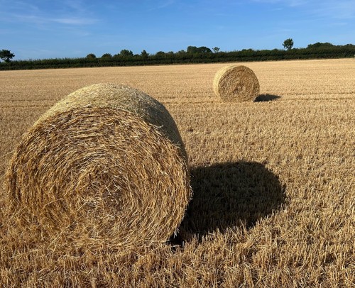 Straw round bales 4ft - straw,