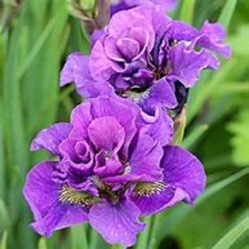 Siberian iris bundle of joy - siberian,