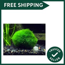 Giant marimo moss - 2,