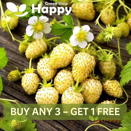 Alpine strawberry white soul - alpine,
