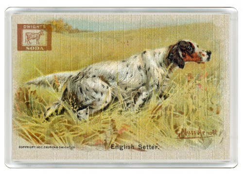 English setter dog fridge - setter,