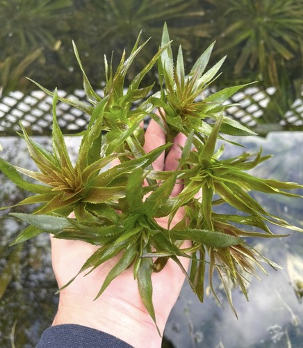 Floating pond plants - plants, water
