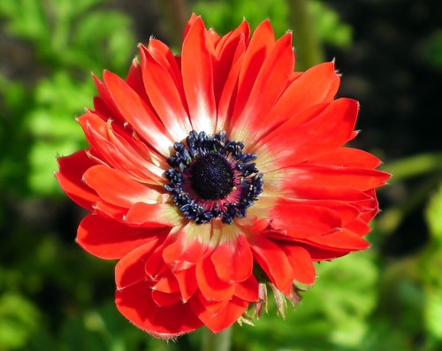 Anemone the governor - 10,