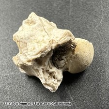 Fossil snake vertebra - fossil,