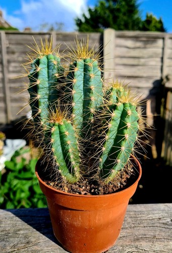Clearance pilosocereus - clearance:,