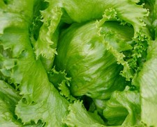 Lettuce Saladin Iceberg -  1000x seeds - Vegetable