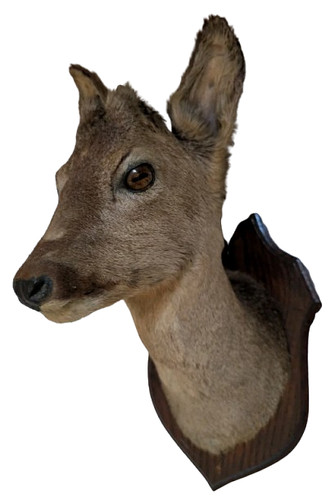Vintage roe deer taxidermy - deer,