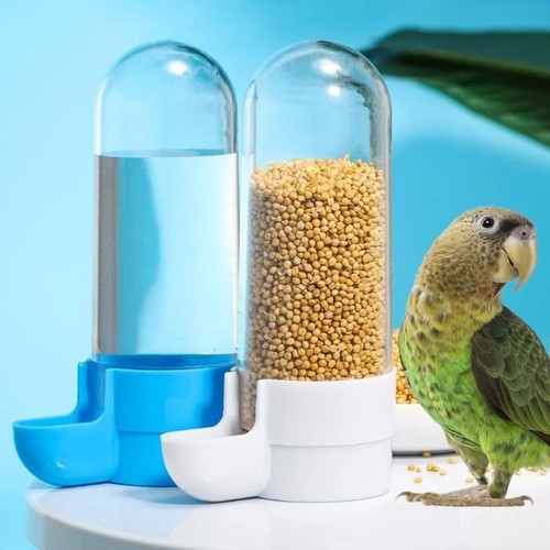 Bird water feeder - bird,