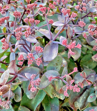 Sedum ‘Purple Emperor’ –