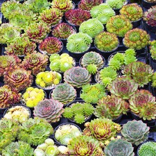 Sempervivum mix plants - mix, 10