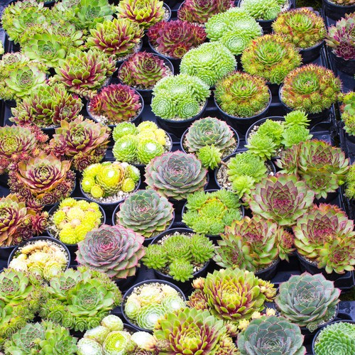 Sempervivum mix plants - mix, 10