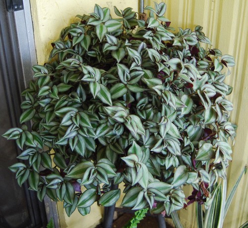 Violet hill tradescantia - hill,