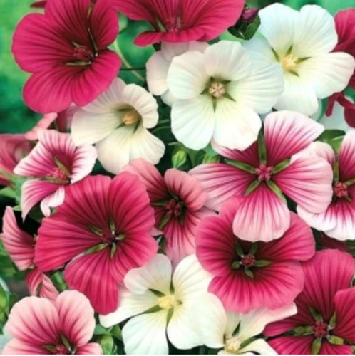 Malope trifida mallow - malope,