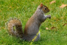 Photo A3 Sit up and beg