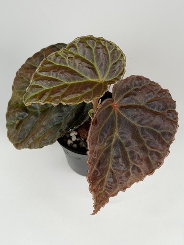 Begonia - , sarawak)