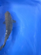 10-11” Chagoi/Soragoi Koi