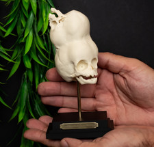 Two Headed Skull Replica