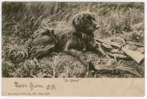 Flat coated retriever dog - flat,