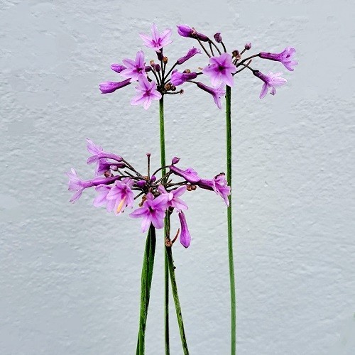 Tulbaghia violacea society - tulbaghia,