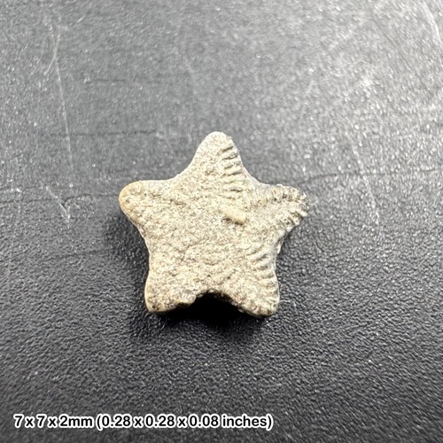 Crinoid star fossil - –, oxford