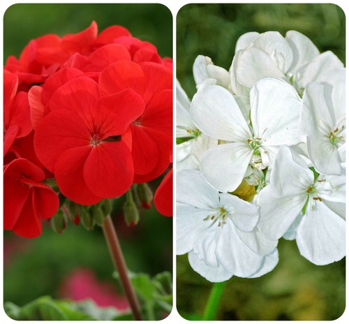 Geranium horizon red - f1, and
