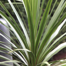 Cordyline australis 'Atlantic
