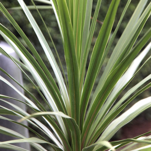 Cordyline australis atlantic - cordyline,