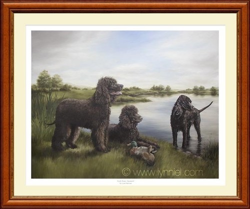 Irish water spaniels limited - water,