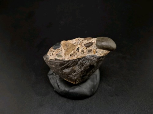 Real permineralized reptile - permineralized,