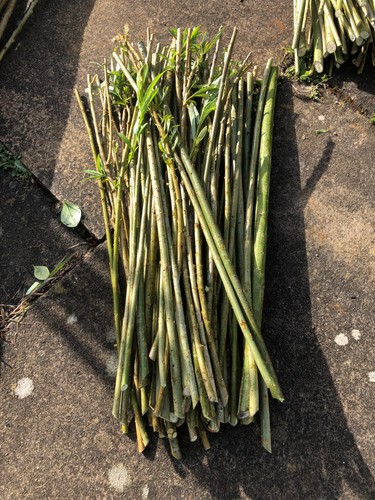 30x 30cm willow tree cuttings - 30x,