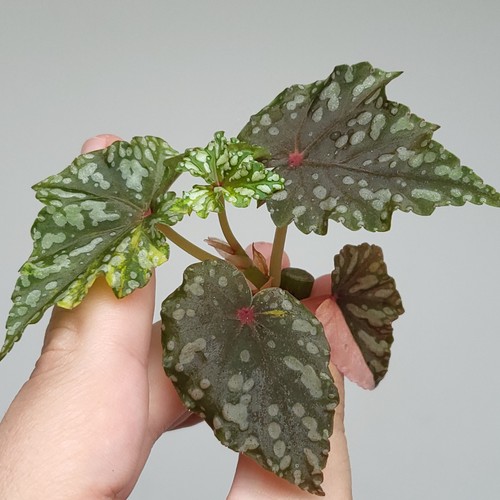 Rare begonia izumo no - -,
