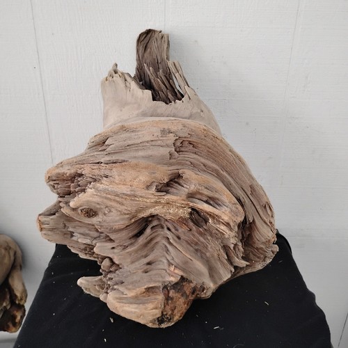 Large driftwood pine knot - knot, wood