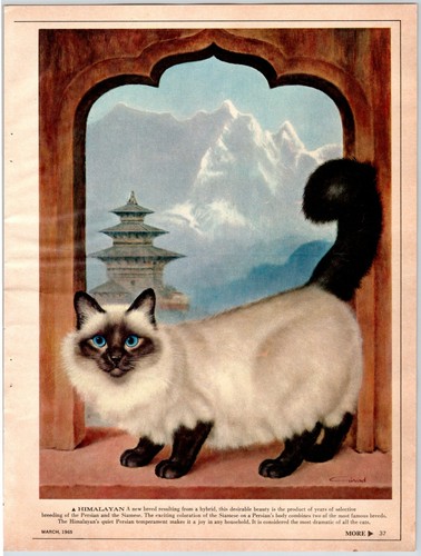 Himalayan cat x 11 - cat, 11"
