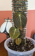 Connectable Plastic Moss Poles 60cm