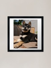 Beautiful Black Shiba Inu