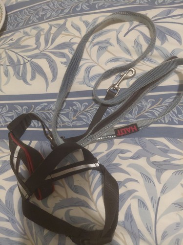 Halti dog lead and - dog,