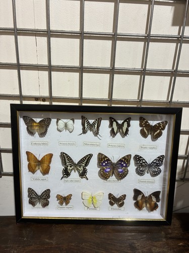 Set framed butterflies - 14,