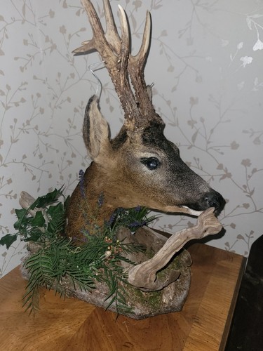 Pedestal taxidermy roebuck - pedestal, roe