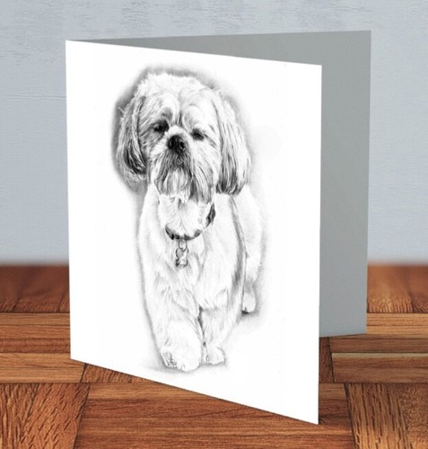 Shih tzu lhasa - lhasa, dog